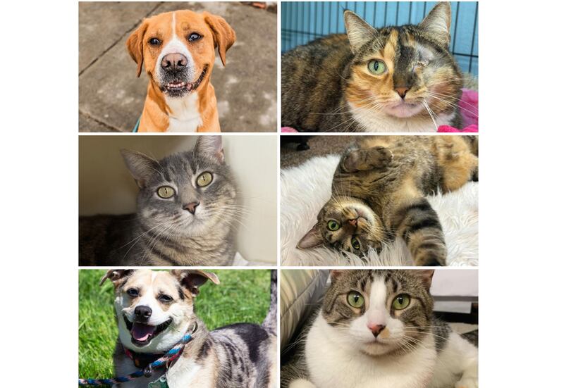 The Herald-News presents this week’s Pets of the Week. Read the description of each pet to find out about it, including where it can be adopted in Will County.