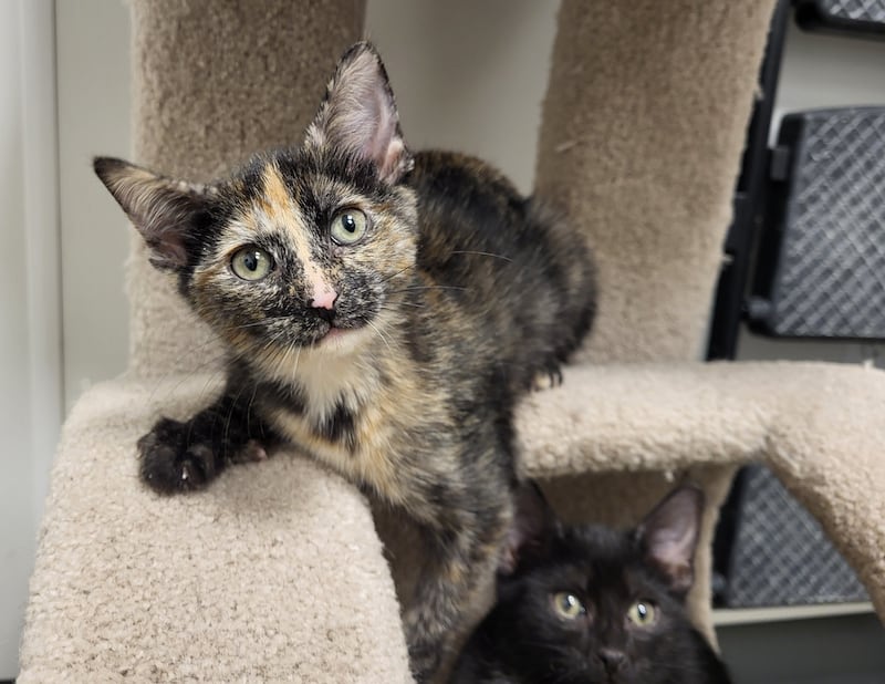 Kitney Houston is Save-A-Pet's pet of the week for Jan. 22, 2026.