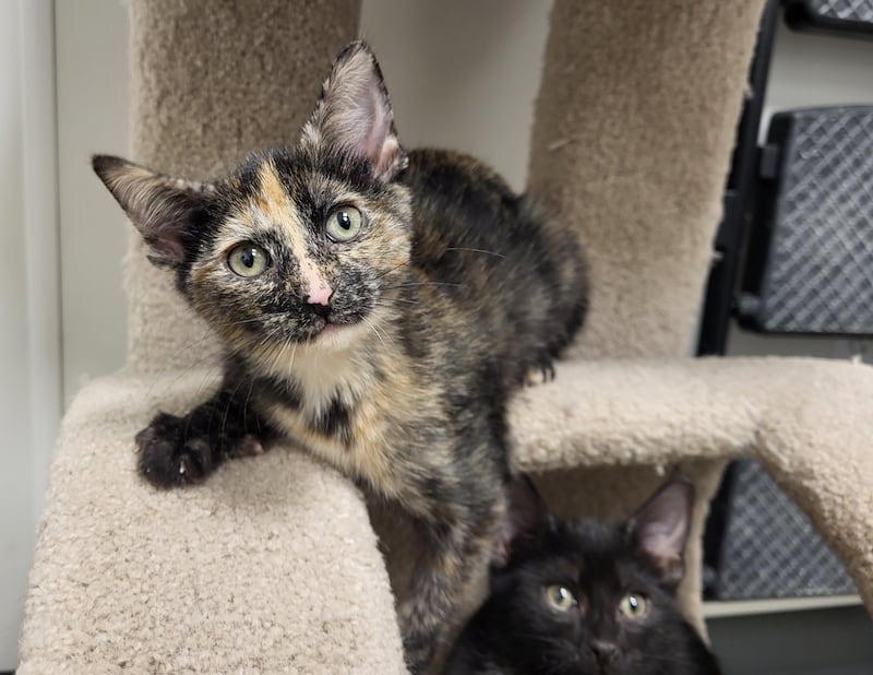 Kitney Houston is Save-A-Pet's pet of the week for Jan. 22, 2026.