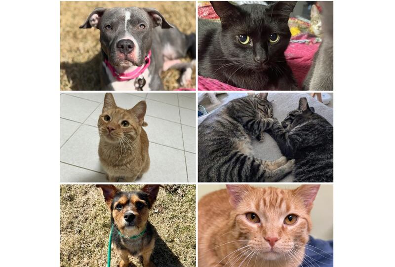 The Herald-News presents this week’s Pets of the Week. Read the description of each pet to find out about it, including where it can be adopted in Will County.