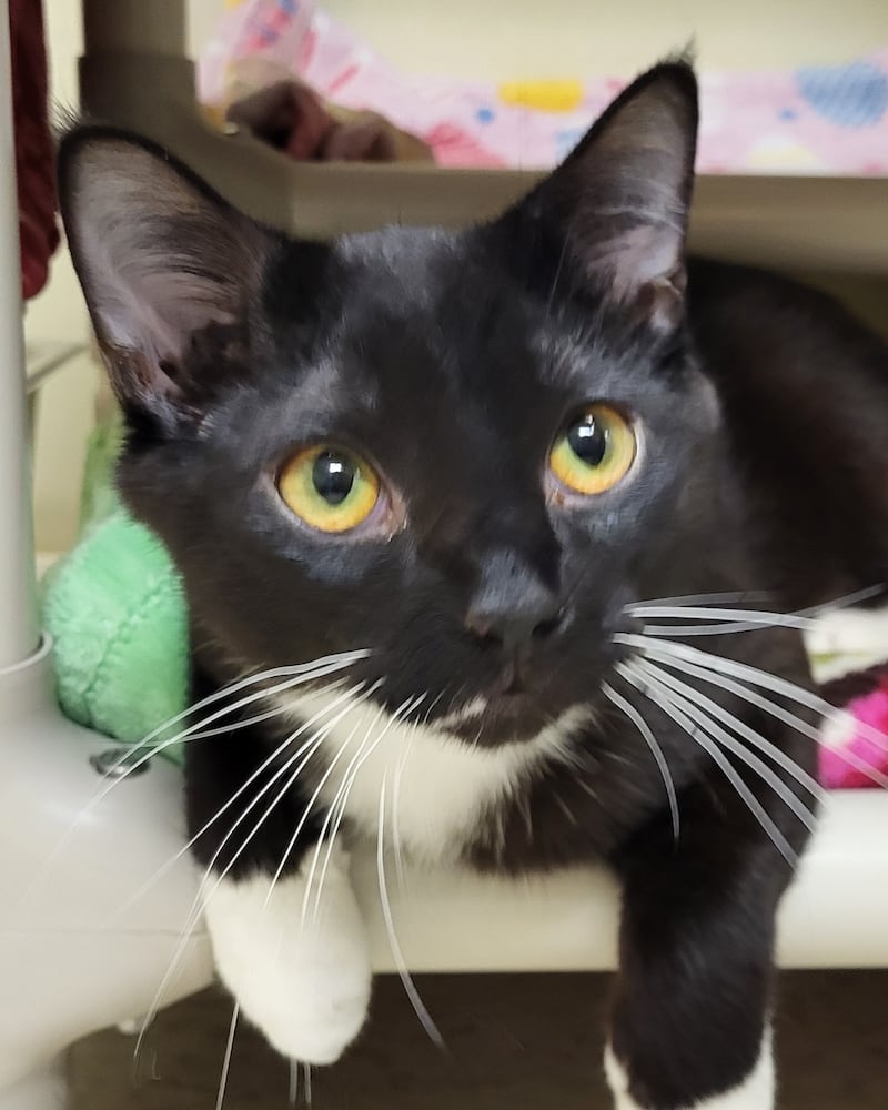Grogu is Save-A-Pet's pet of the week for May 28, 2026.