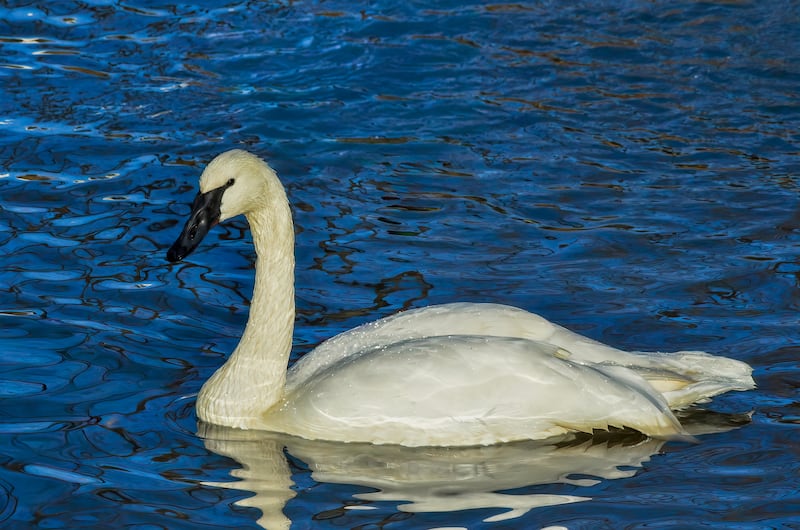 Trumpeter Swans are being seen more frequently along the Fox River and surrounding waters. Their return is an indication of the health of the watershed ecosystem.