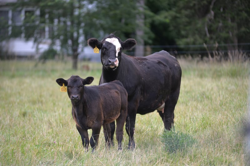 A cow and her calf stand in a field south of Polo as. summer temperatures spread across Ogle County on Thursday, July 4, 2024.