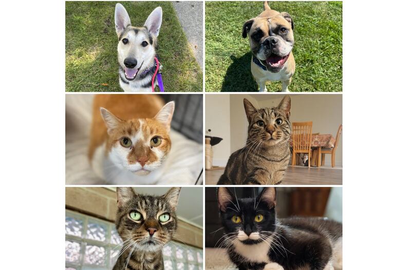 The Herald-News presents this week’s Pets of the Week. Read the description of each pet to learn about it, including where it can be adopted in Will County.