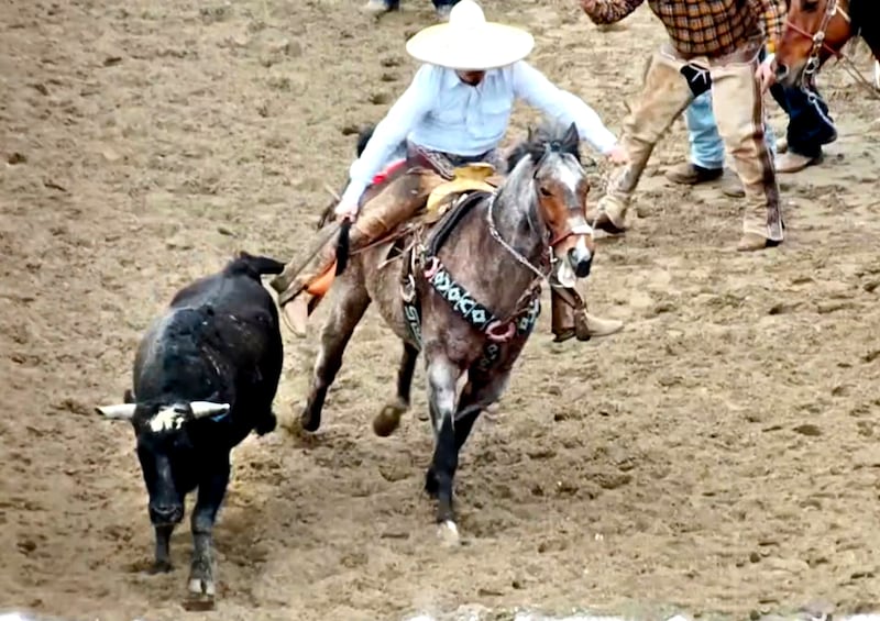 The cowboy stops the fleeing steer by wrapping the tail around his leg and forcing the animal to the ground. This can lead to broken legs, horns and other injuries. Screenshots used with permission from SHARKonline.org