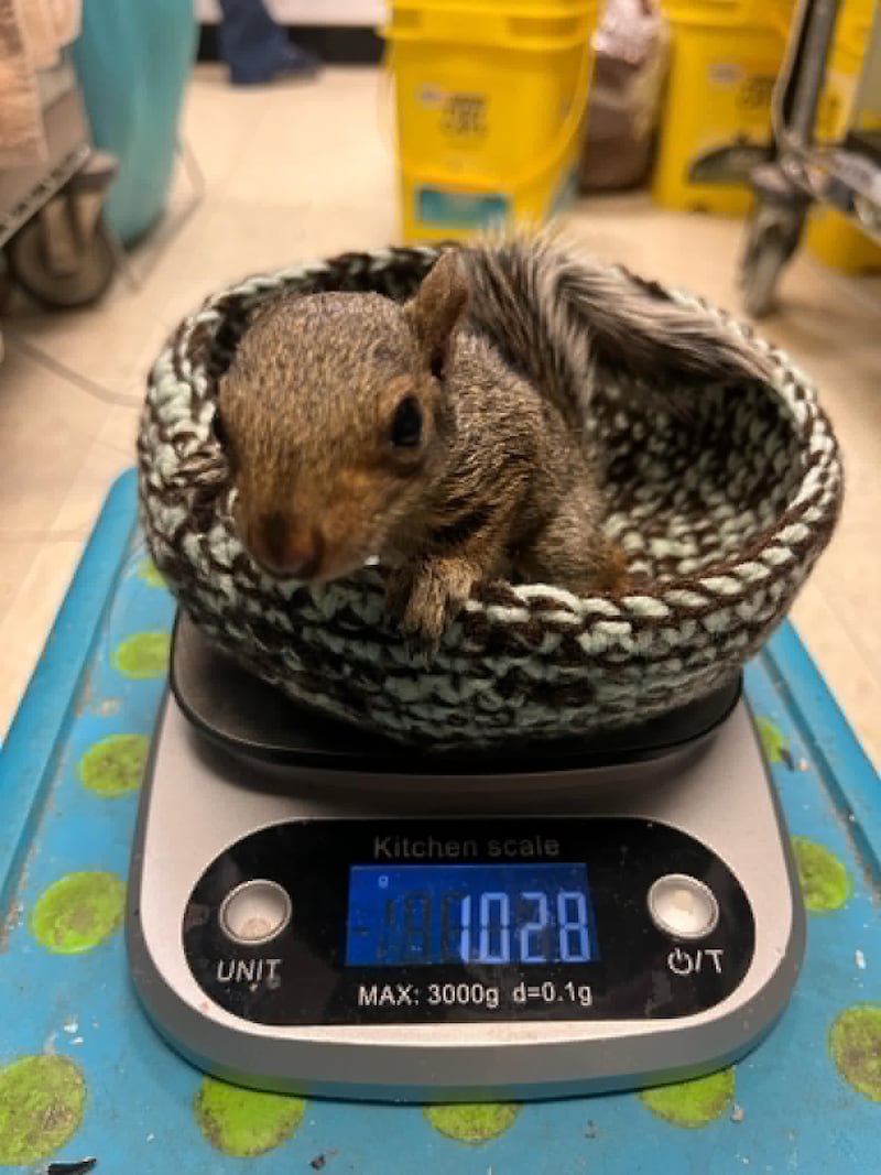 Nests crocheted by attendees at a Forest Preserve District of Will County program at Hidden Oaks Nature Center in Bolingbrook are used to help rehabilitate orphaned animals like this baby squirrel. .