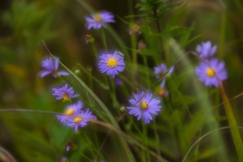 Prairie flowers are seen at Nachusa’s Autumn on the Prairie Saturday, Sept. 20, 2025. The photographer used a double exposure technique to add a painted-like quality.