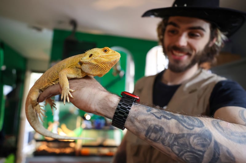 Talon, a bearded dragon, poses for a photo with Niko Spizzirri, owner and operator of the Momence-based Spizzirri Reptile Rescue & Rehab in April 2025.