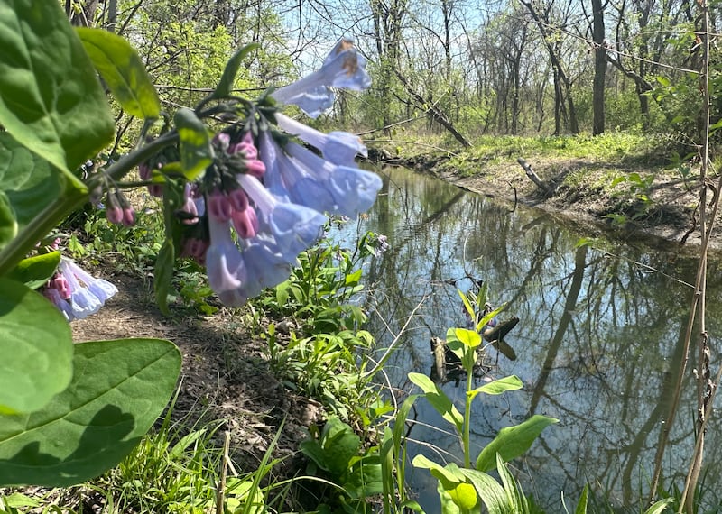Bluebells boom along Illinois Canyon creek on Tuesday, April 22, 2025 at Starved Rock State Park.