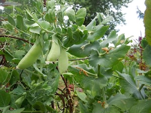 La Salle County Farm Bureau to hold freezer food fundraiser