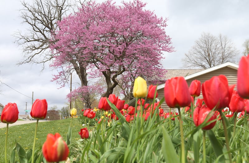 Over 1000 tulips blossom as redbud trees bloom at a home on the corner of Greenwood and 4th Streets on Monday, April 21, 2025 in Spring Valley. The tulips bloom each year at the home. The site is a sure sign of spring.