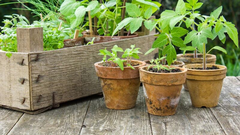Hilltop Gardeners Garden Club meeting April 10