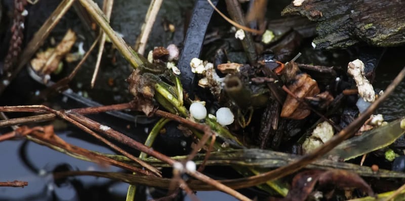 Lightweight plastic pellets can be seen between seedlings at Chicago’s Wild Mile, a floating garden park at the north branch of the Chicago River.