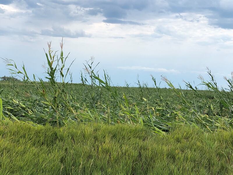 A field of corn flattened by a derecho.