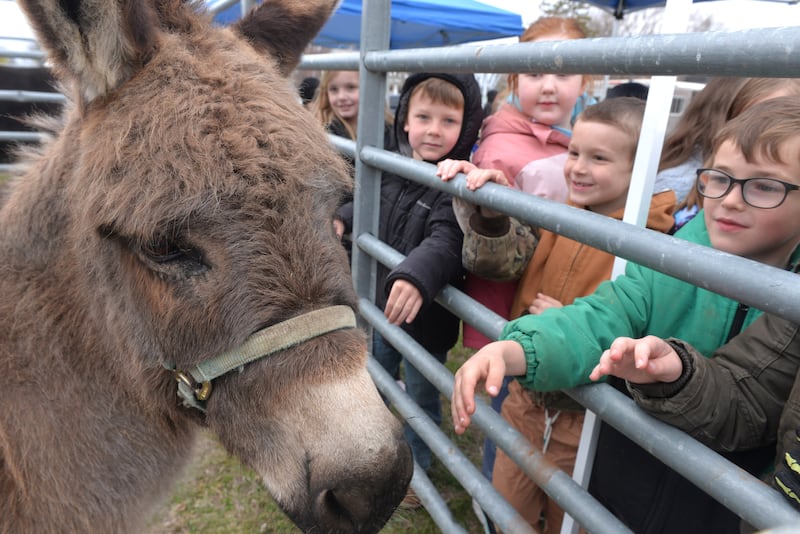 Jenny the donkey was a big hit for Forreston Grade School students during the Forreston FFA petting zoo on Thursday, April 17, 2025. Forreston FFA member Dawson Heslop of Leaf River, brought Jenny to the event which was held on the lawn of the grade school.