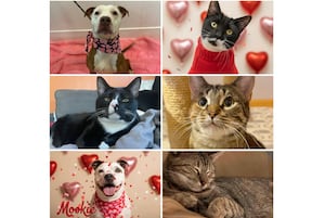 Will County Pets of the Week: Feb. 16, 2026