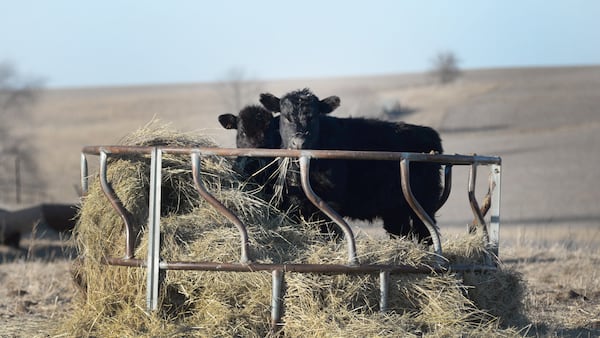 Lucas and Joseph Thurow of Davis Junction are new members of American Angus Association