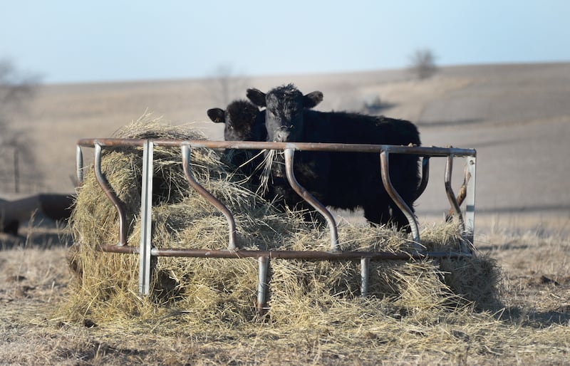 Two angus calves stand in their feeding station and eat as tempeartures hovered at 1-degree on Tuesday, Jan. 21, 2025. Temperatures were forecast to rise at the end of the week.
