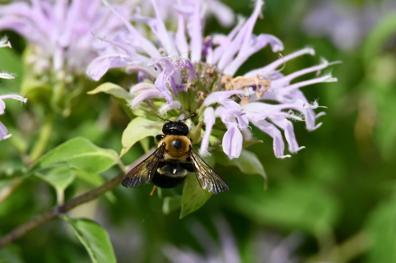 Celebrate National Pollinator Month with a Bug Blitz program from June 3 to June 28, 2026, at the Forest Preserve District of Will County’s Hidden Oaks Nature Center in Bolingbrook.