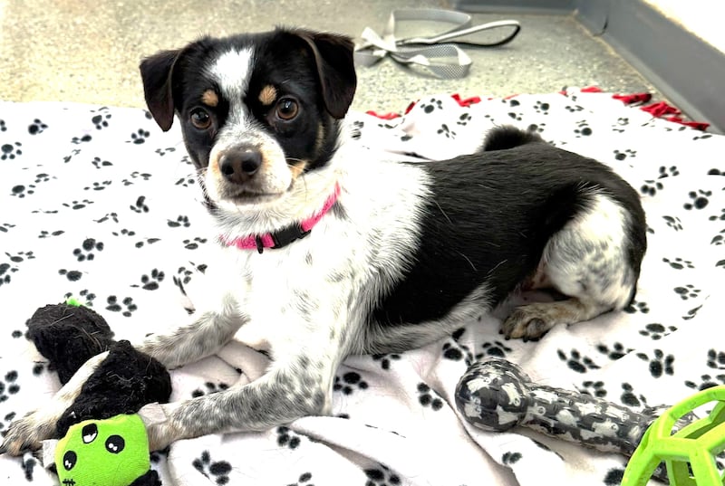 Randell is Save-A-Pet's pet of the week for Jan. 29, 2026.