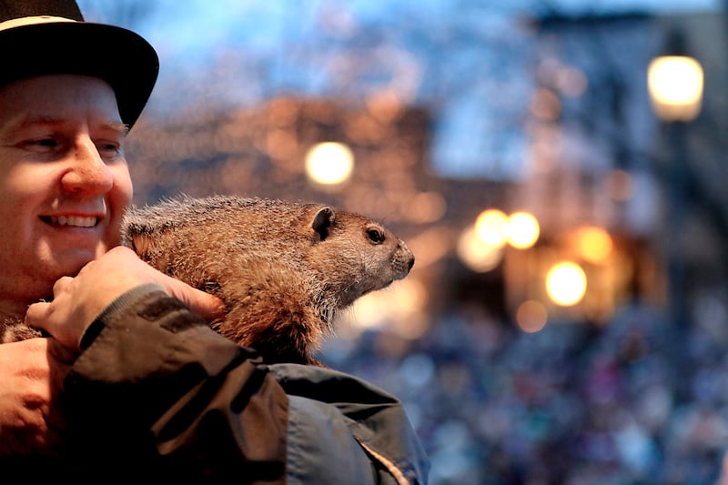 Woodstock Willie is held by handler Mark Szafran as Willie looks to see if he can see his shadow on Sunday, Feb. 2, 2025, during the annual Groundhog Day Prognostication in the Woodstock Square.