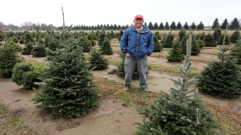 Christmas tree costs: Tariffs on artificial trees could be advantage for fresh-cut sellers