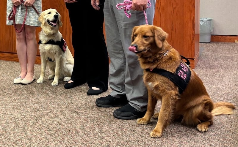 Courthouse service dogs Louie and Honey, at right, are sworn in on June 24, 2025, at the McHenry County courthouse in Woodstock by Chief Judge Michael Feetterer.