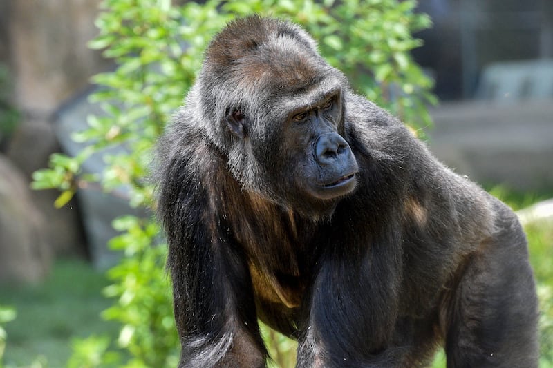 “Tropical Forests,” the new outdoor primate complex at Brookfield Zoo Chicago, was a $66 million project, the largest and most ambitious in Brookfield Zoo Chicago's history.