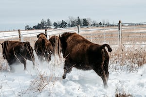 Sneak peeks of new bison in Kane County Forest Preserve sell out fast, but more events on the way