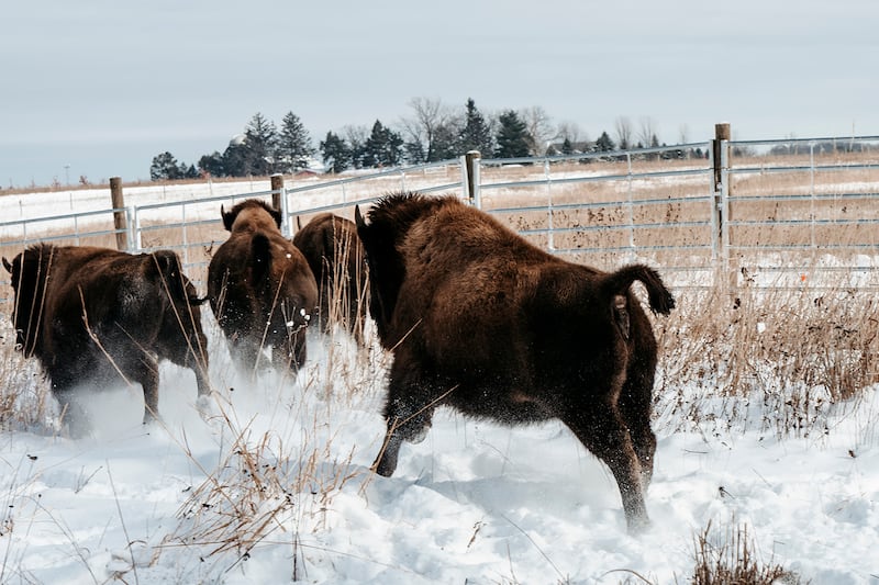 A herd of American bison, which can run up to 35 mph, explore their new home at Burlington Prairie Forest Preserve in Sycamore on Dec. 5, 2025.