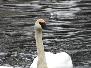 Wildlife lovers excited for resurgence of wild swans along