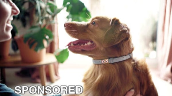 Protecting Your Dog From Fleas and Ticks This Summer