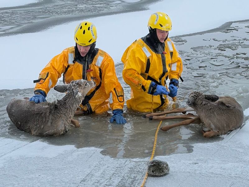 McHenry Township Fire Protection District firefighters used their cold weather gear to pull two young deer out of Pistakee Bay on Tuesday, Dec. 2, 2025.