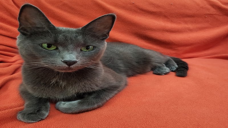 Foodie feline ready to co-star in forever family’s food show