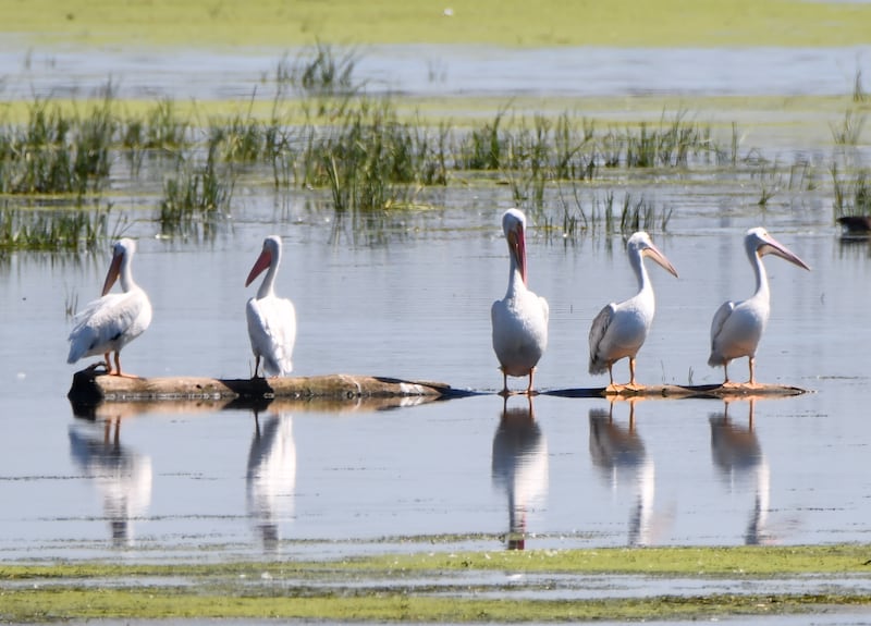 Learn all about the American white pelicans that stop in Will County during migration on Saturday, Sept. 20, 2025 at the annual Pelican Party at Four Rivers Environmental Education Center in Channahon on Saturday, Sept. 20, 2025.