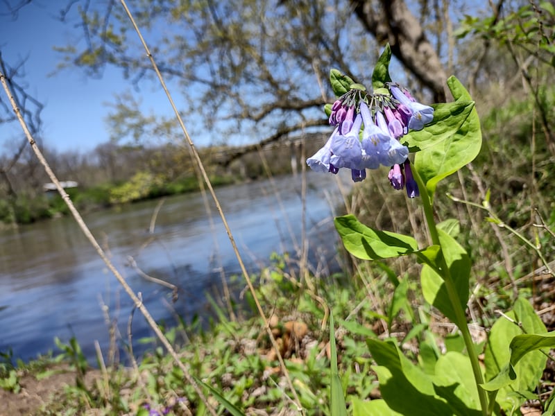 Blue bells have bloomed recently at the Dayton Bluffs Preserve in rural Ottawa along the Fox River.