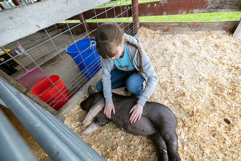 Amboy FFA student Jacie Blain gives Dumpling some belly rubs Friday, April 24, 2026, at the Lee County Fairgrounds. All Lee County fifth graders were invited to attend the 20th annual Expo to learn about many things agriculture.