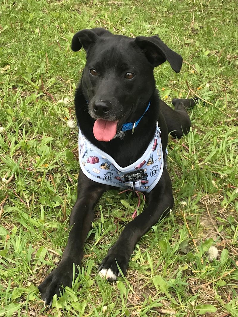 Charcoal is Save-A-Pet's pet of the week for June 5, 2025.