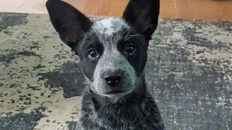 Pet of the Weekend: Feb. 12, 2025