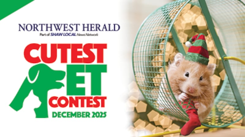 December Cutest Pet Contest