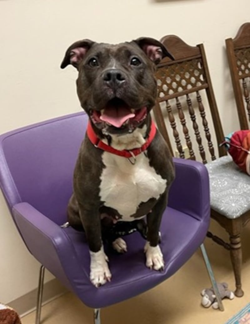 Max , renamed Maxine, restored to health and available for adoption. Contact Almost Home Foundation for adoption information.