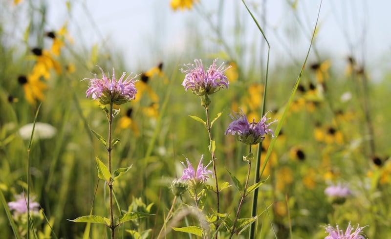 The public is invited to a celebration from 10 a.m. to noon on Friday, Aug. 8, 2025, at Hadley Valley preserve in Joliet that marks two decades of wetland restoration tied to an O’Hare Airport expansion project.