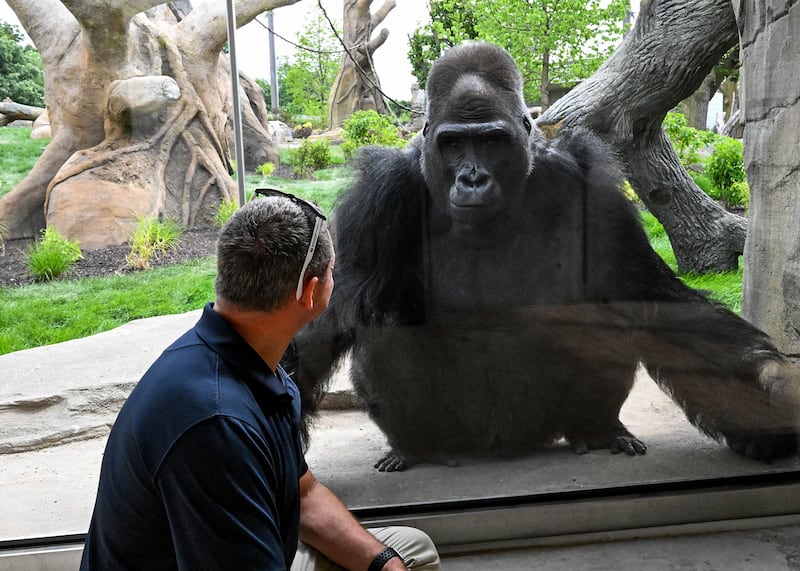 Barney is part of Brookfield Zoo Chicago’s first bachelor troop.