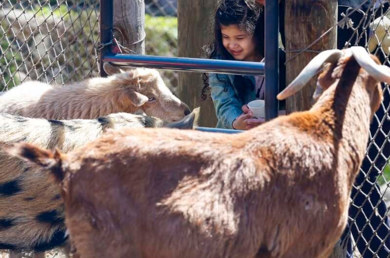 Three-year-old Xuri Negron of Elgin is not sure what to make of all the animals as she feeds them during the planet party for Earth Day at Randall Oaks Zoo in West Dundee.