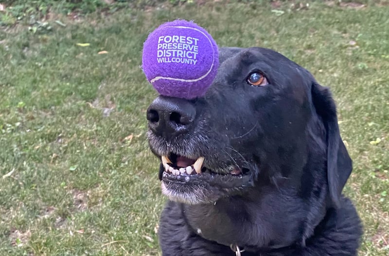 Forest Preserve District of Will County
dog park permits went on sale Wednesday, Nov. 1, and they are good for the remainder of 2023 and all of 2024.