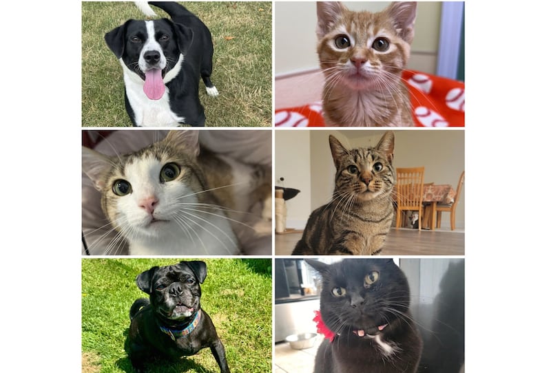 The Herald-News presents this week’s Pets of the Week. Read the description of each pet to learn about it, including where it can be adopted in Will County.