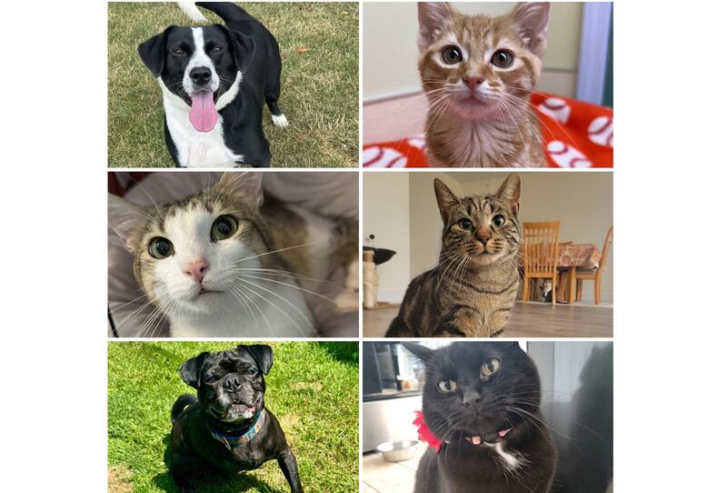 The Herald-News presents this week’s Pets of the Week. Read the description of each pet to learn about it, including where it can be adopted in Will County.