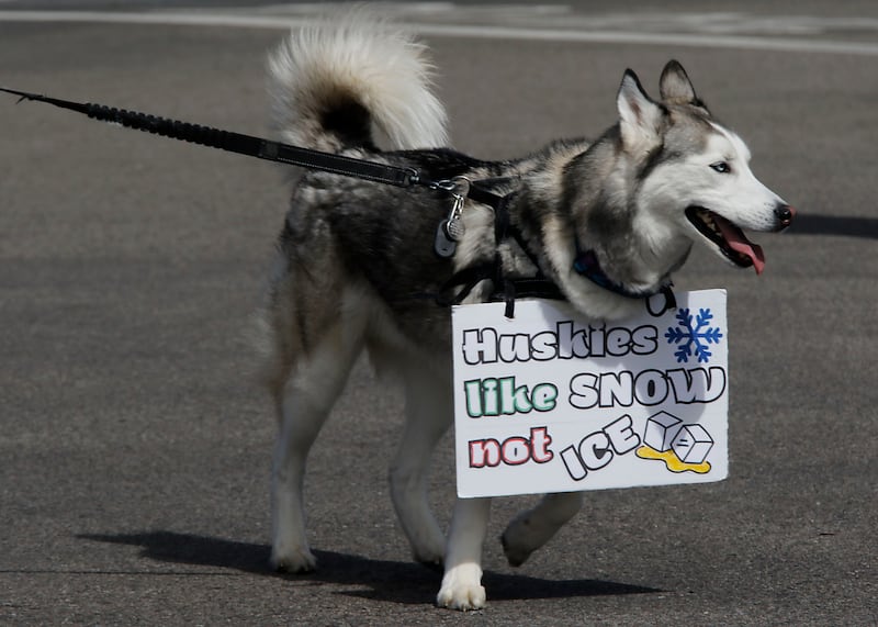 A Husky wears protest sign near the intersection of McCullom Lake Road and State Route 31, in McHenry on Saturday, March 28, 2026, during the McHenry County No Kings Protest. According to an organizer, over 4,000, people took part in the protest.