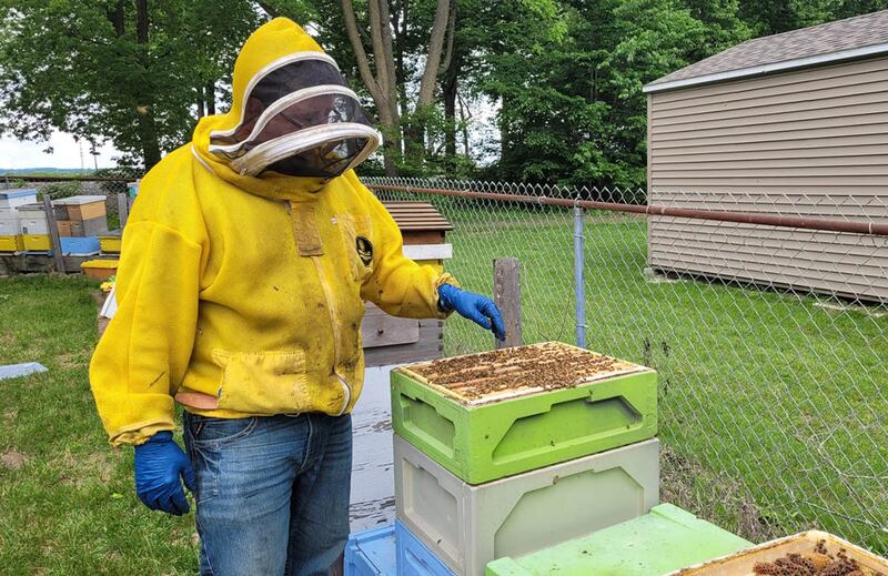 Luke Harvey, owner of the Riverview Road Apiary, inspects a frame of bees.