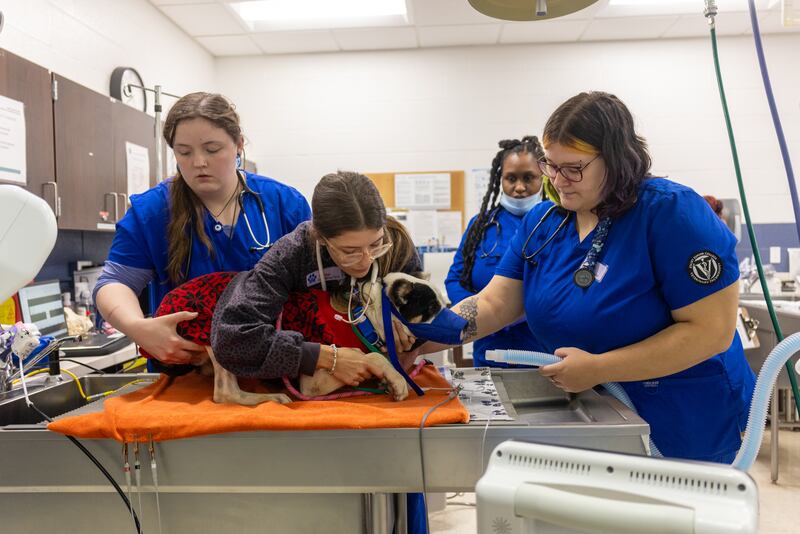 Students study in the Veterinary Medical Technology program at Joliet Junior College. Provided 2025